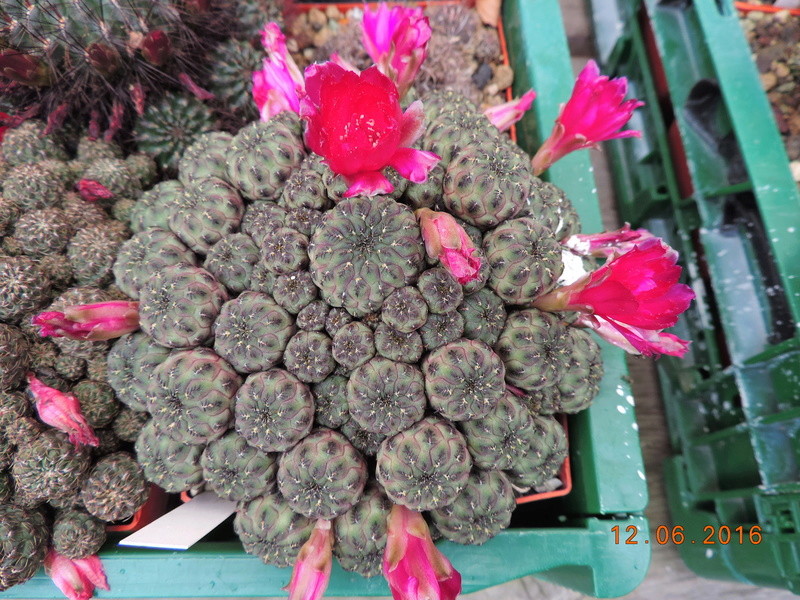 Cacti and Sukkulent in Köln, every day new flowers in the greenhouse Part 148 Bild_656