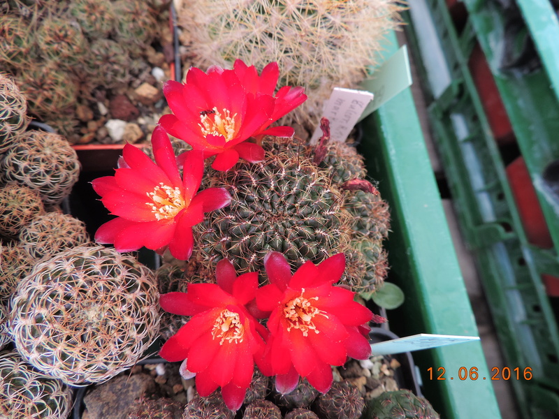 Cacti and Sukkulent in Köln, every day new flowers in the greenhouse Part 148 Bild_659