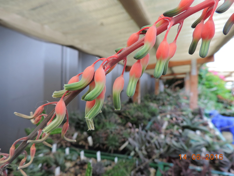 Cacti and Sukkulent in Köln, every day new flowers in the greenhouse Part 149 Bild_723