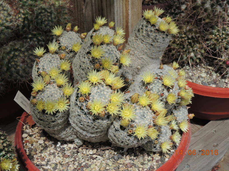 Cacti and Sukkulent in Köln, every day new flowers in the greenhouse Part 149 Bild_730