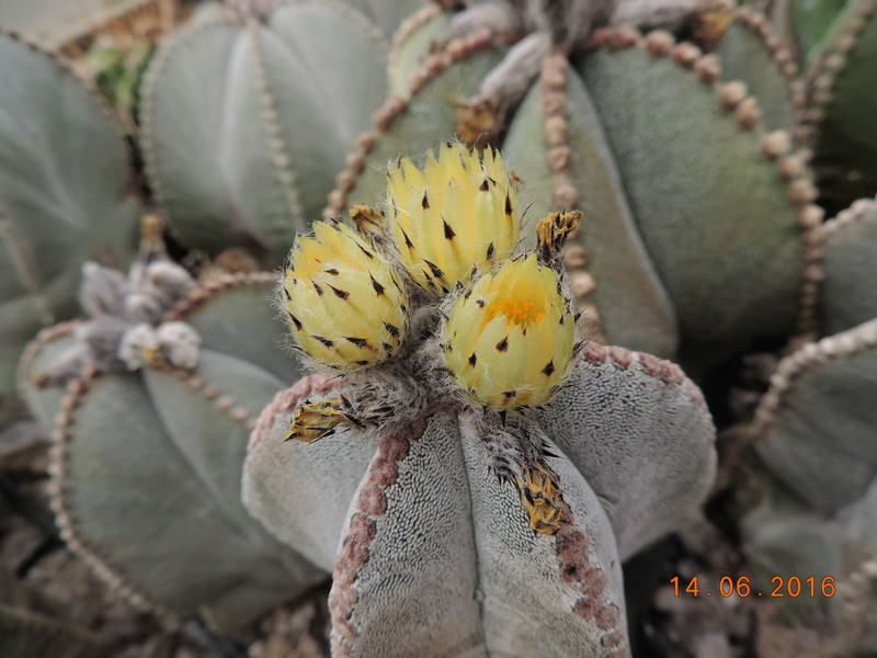 Cacti and Sukkulent in Köln, every day new flowers in the greenhouse Part 149 Bild_734