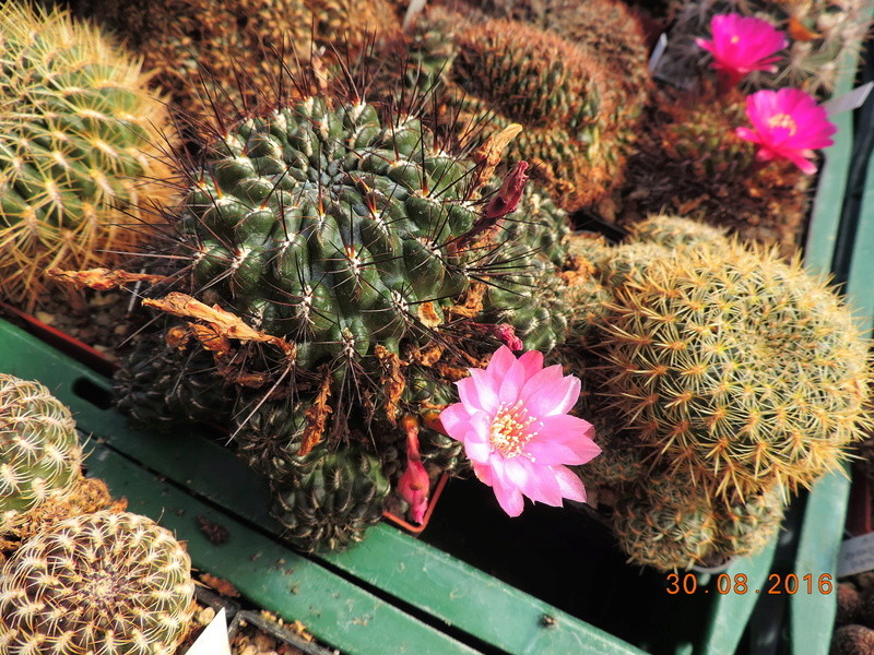 Cacti and Sukkulent in Köln, every day new flowers in the greenhouse Part 150 Bild_980