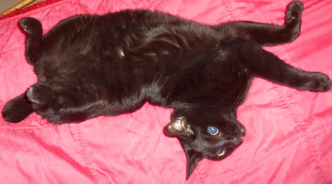 Saphyr / Bigoudi chaton noir, né début septembre 2011 - Page 4 Dscn7610