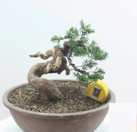 Itoigawa Di Importazione Giapponese Raiju Ovvero Il Demone Del Fulmine 雷の 悪魔