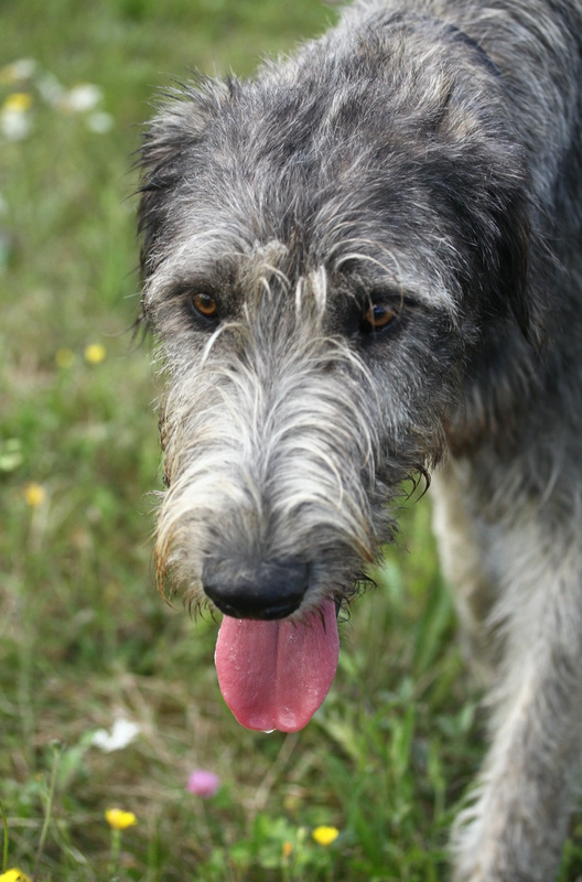 L'Irish Wolfhound Img_1313