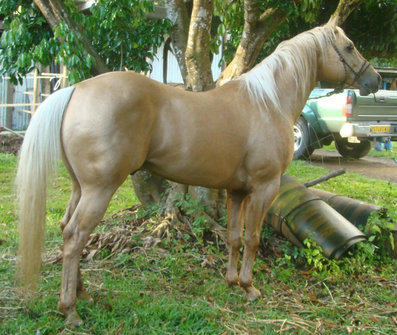 Quarter Horse de Nouvelle Calédonie Be_a_g10