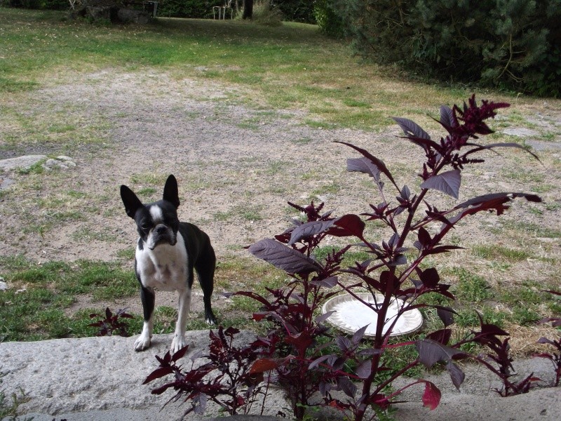 Fée Mélusine d'Alampur Terrier de Boston - Page 27 04-08-10