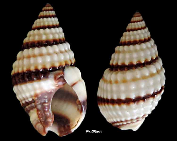 Nassarius pyrrhus (Menke, 1843)  Nassar10