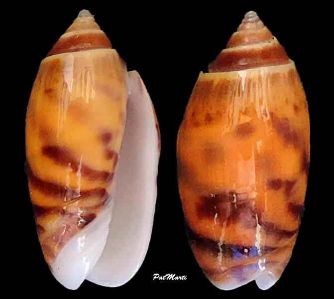 Annulatoliva buelowi buelowi (Sowerby, 1890) Oliva-10