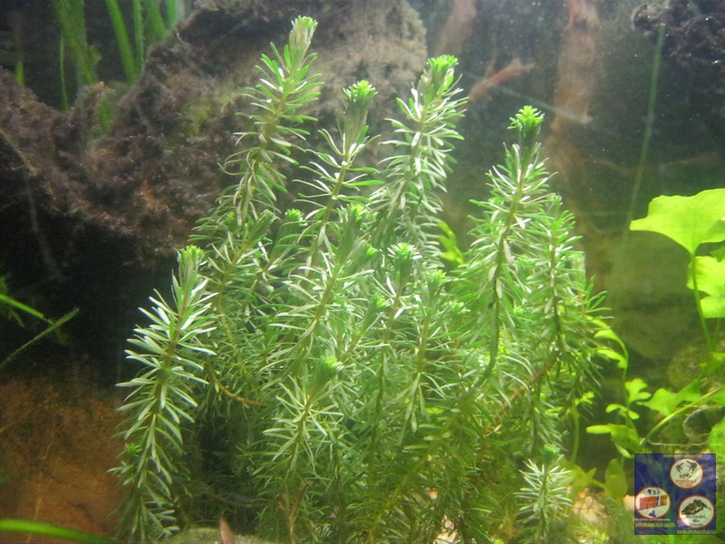 Rotala sp "Vietnam" Img_6725