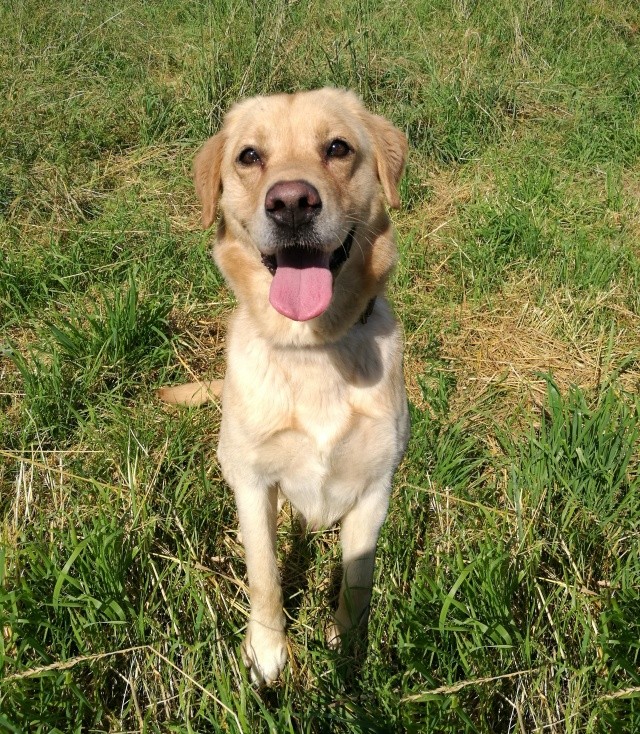 Caramel, x Labrador né en 2011 SLPA Amance Carame13