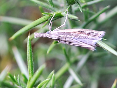 chauds les crambus Inquin10