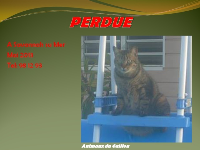 PERDUE chatte tigrée, amputée de la patte avant droite à Savannah sur Mer en mai 2013 20130510