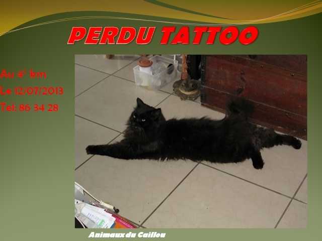 PERDU TATTOO chat noir persan au 4°km le 12/07/2013 20130744