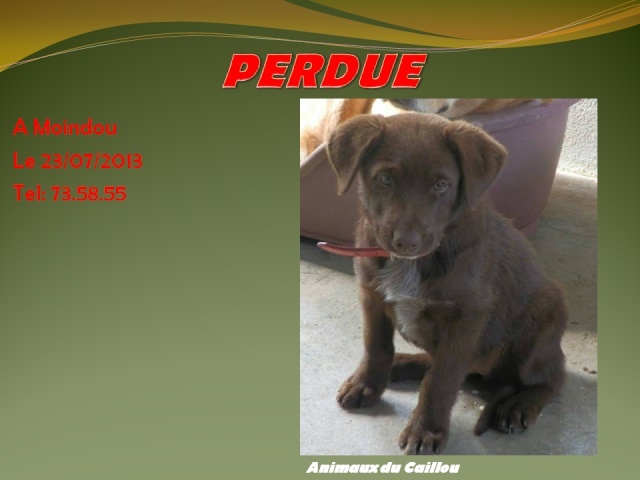 PERDUE chiot labrador chocolat de 3 mois à Moindou le 23/07/2013 20130764