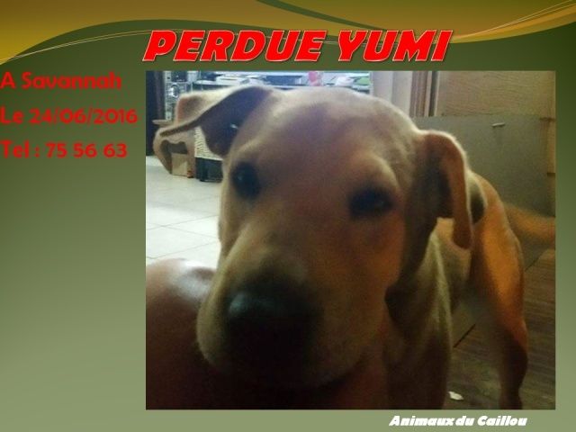 PERDUE YUMI, chienne couleur fauve à Savannah le 24/06/2016 20160661