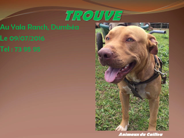 TROUVE pitbull fauve, tâche blanche poitrail au Yala Ranch à Dumbéa le 09/07/2016 20160738