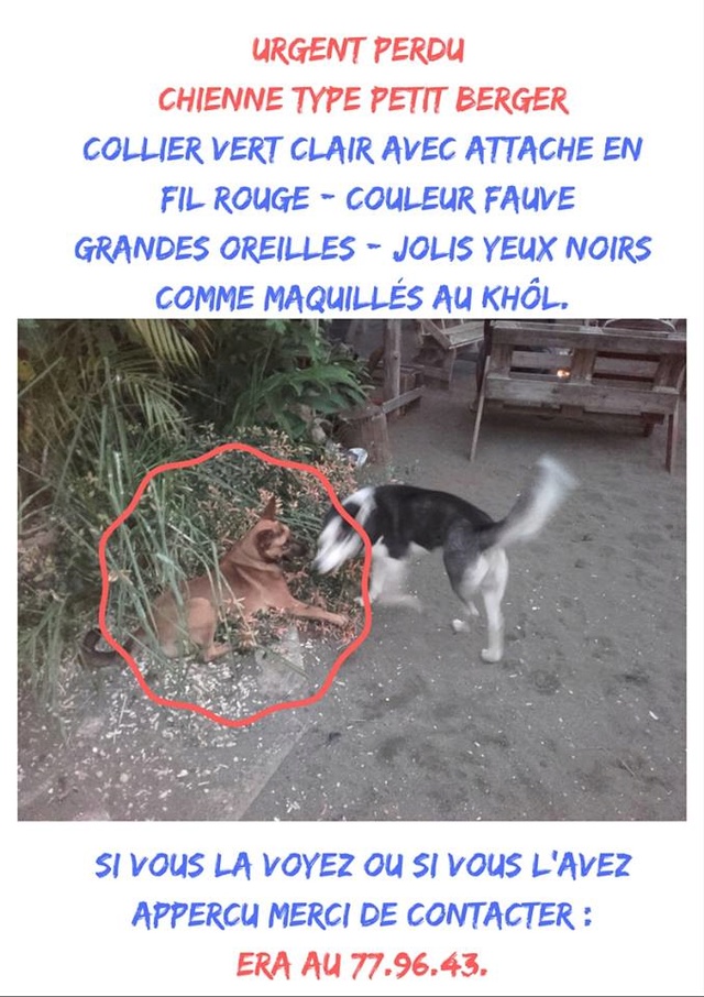 PERDUE chienne de petite taille couleur fauve yeux noirs comme dessinés à Normandie le 14/07/2016 20160754