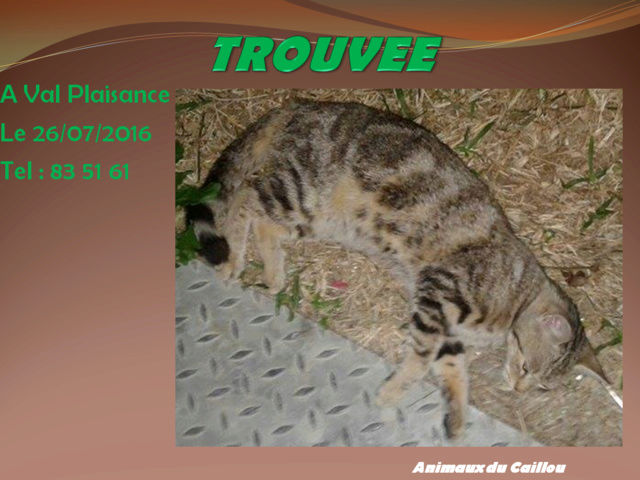 plaisance - TROUVEE chatte tigrée à Val Plaisance le 26/07/2016 20160776