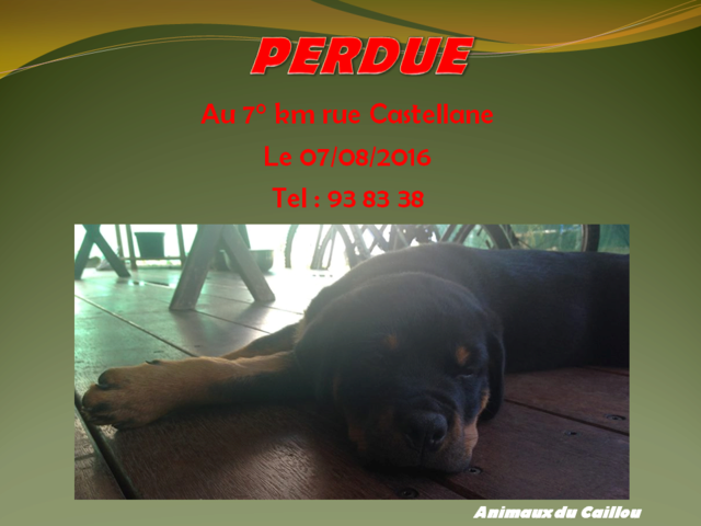 PERDUE chiot rottweiler au 7° km rue Castellane le 07/08/2016 20160819