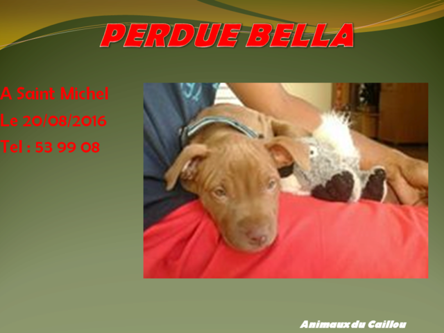 PERDUE BELLA chiot pitbull couleur fauve collier noir avec pattes noires dessus à Saint Michel le  20160833