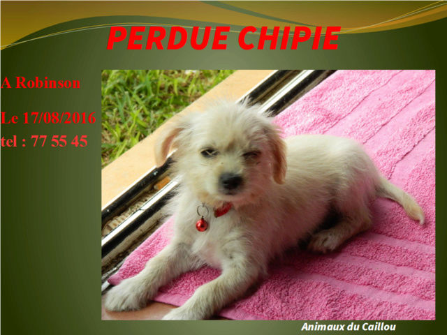 PERDUE CHIPIE croisée bichon chihuahua blanche poils longs à Robinson le 17/08/2016 20160834