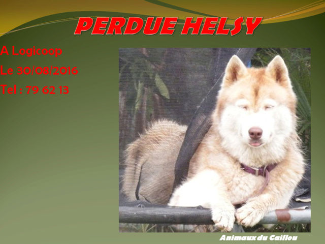 PERDUE HELSY husky beige et blanche à Logicoop le 30/08/2016 20160861