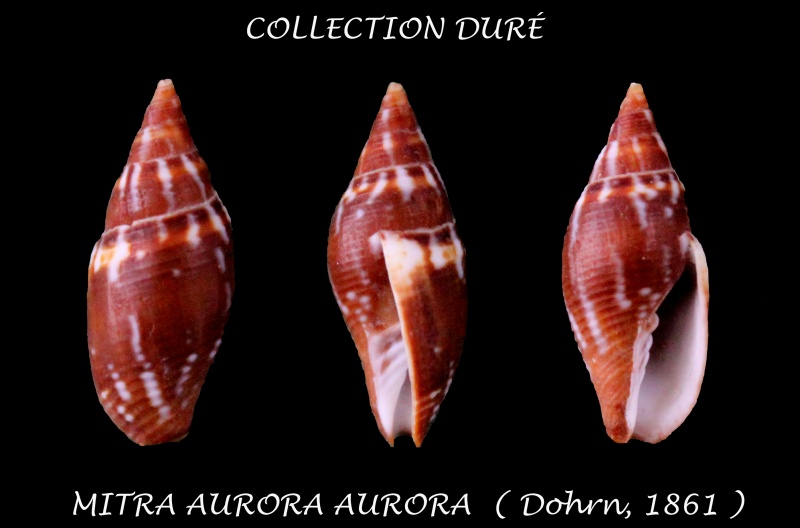 Strigatella aurora floridula - (G. B. Sowerby II, 1874) Panora15
