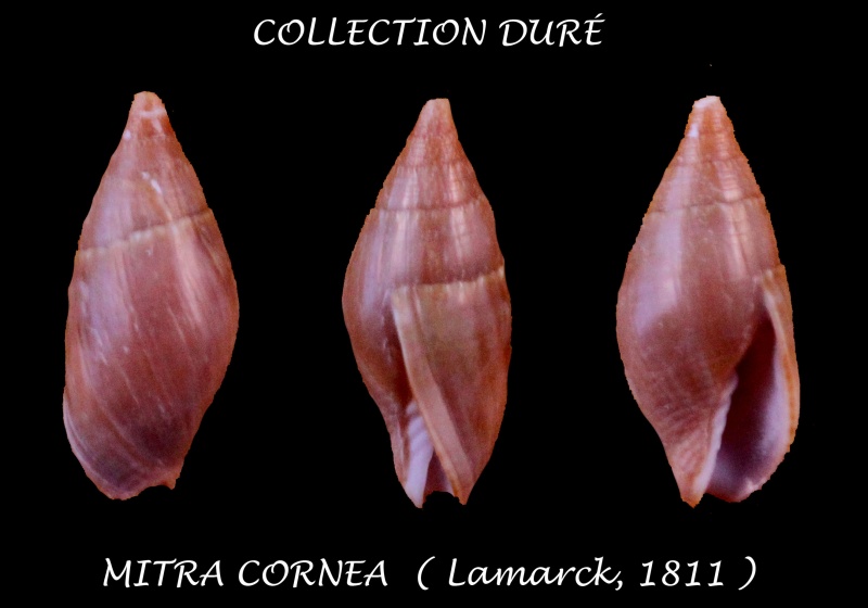 Isara cornea (Lamarck, 1811) Panora19