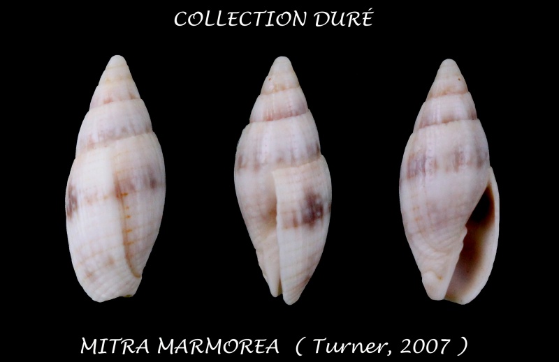 Quasimitra marmorea (H. Turner, 2007) Panora24