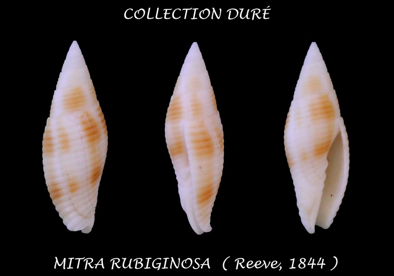Gemmulimitra rubiginosa (Reeve, 1844)  Panora27