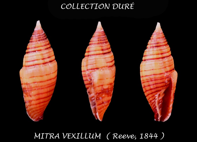 Strigatella vexillum (Reeve, 1844) Panora31