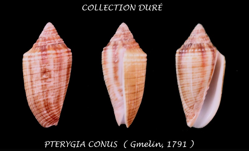 Imbricaria conus (Gmelin, 1791)  Panora35