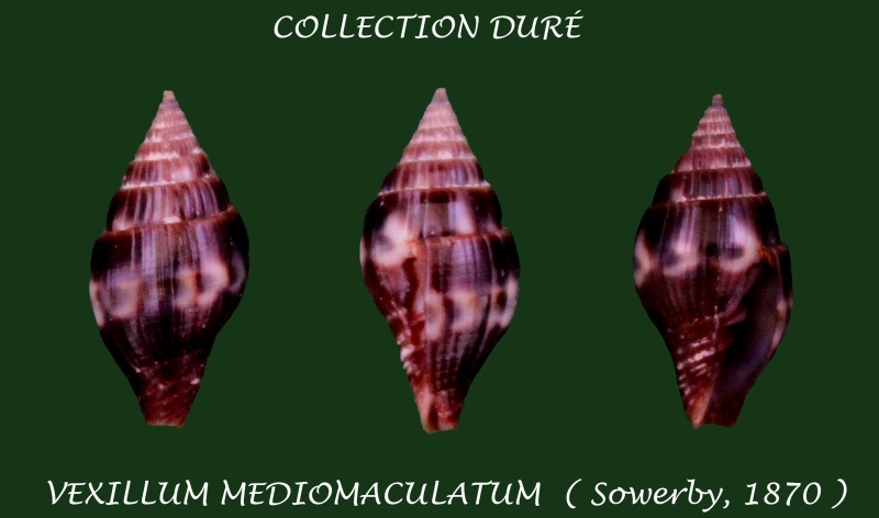 Vexillum mediomaculatum (G. B. Sowerby II, 1870)  Panora50
