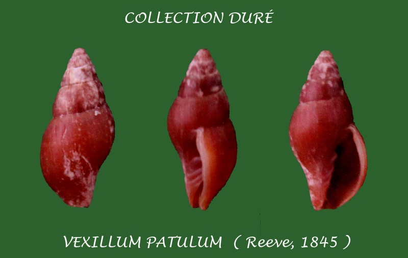 Vexillum patulum - (Reeve, 1845) Panora54