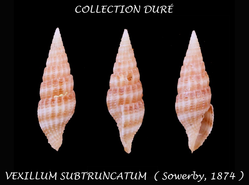 Vexillum subtruncatum (G. B. Sowerby II, 1874) Panora58