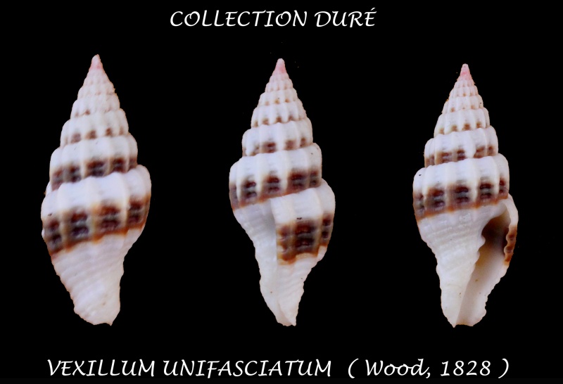 Vexillum unifasciatum (Wood, 1828)  Panora61