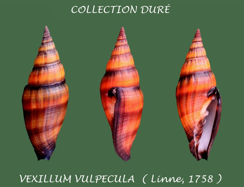 Vexillum vulpecula (Linnaeus, 1758) - Page 3 Panora63