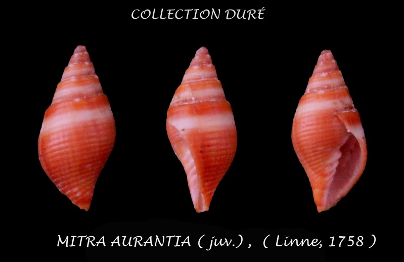 Strigatella aurantia (Gmelin, 1791)  Panora71