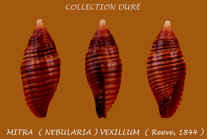 Strigatella vexillum (Reeve, 1844) Panora72