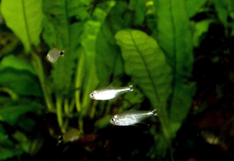 Mes chouchous du moment : Corydoras hastatus et Hyphessobrycon elachys Hyphes11