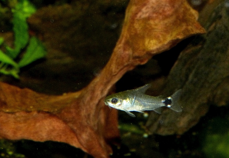 Mes chouchous du moment : Corydoras hastatus et Hyphessobrycon elachys P1140213