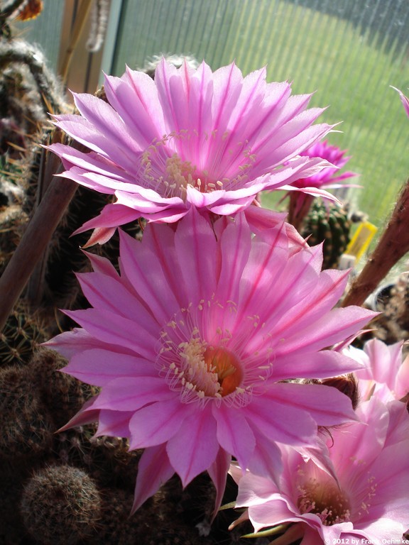 2012, jede Woche neue Blüten im Gewächshaus im Norden - Seite 28 Echino12