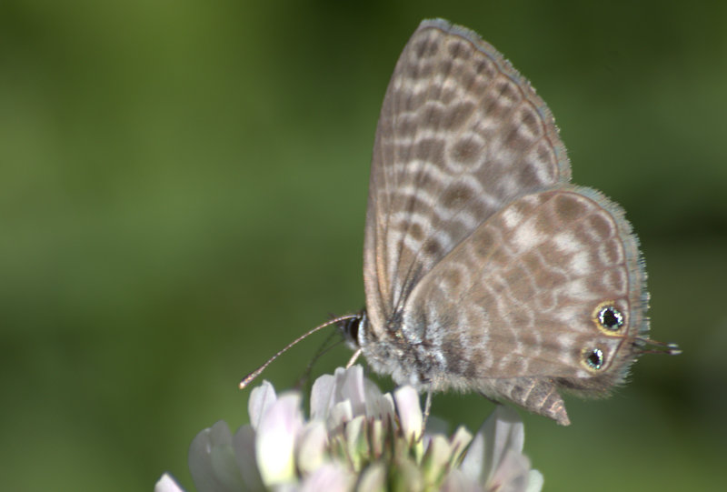 [Leptotes pirithous] azuré peu ordinaire (Vendée) Img_1611