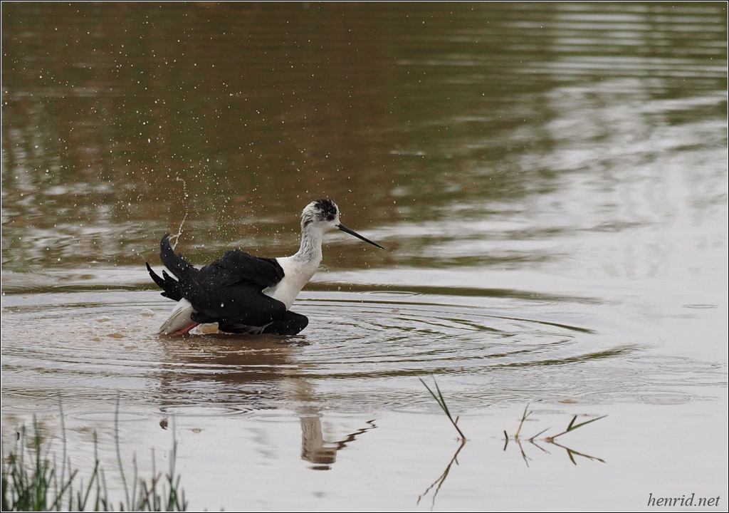 L'échasse au bain P6067712