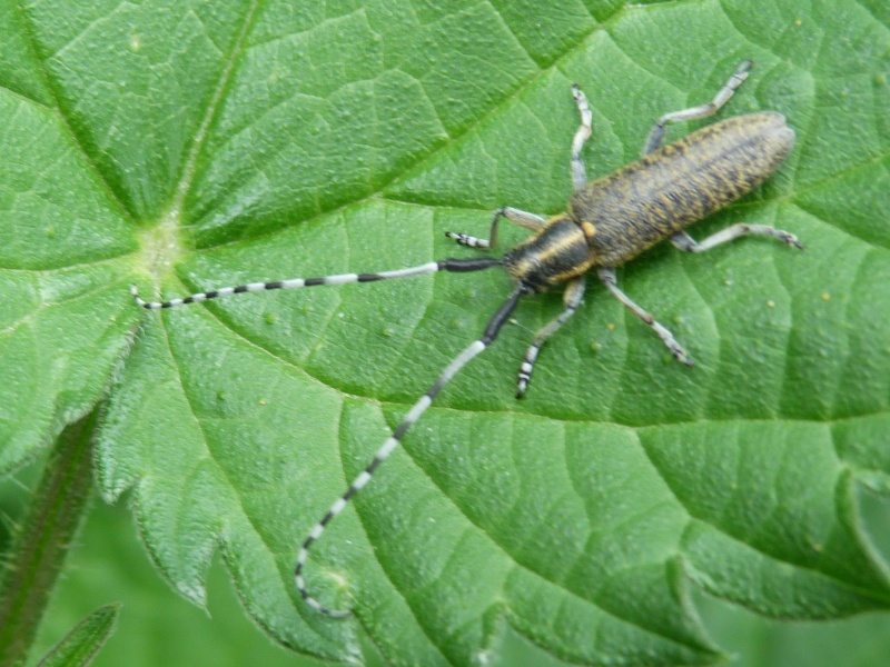 [Agapanthia villosoviridescens, Leptura quadrifasciata, Rutpela maculata] Longicornes, 1_agap11