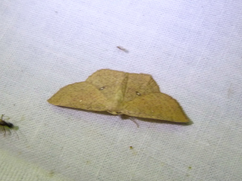 CATOCALA - [Anacampsis, Epinotia solandriana, Ostrinia nubilalis, Zanclognata lunalis, Acleris forsskaleana, Catocala promissa, Cyclophora ruficiliaria,Hydraecia micacea] Nuit du 24 juillet, Camors; 1_cycl10