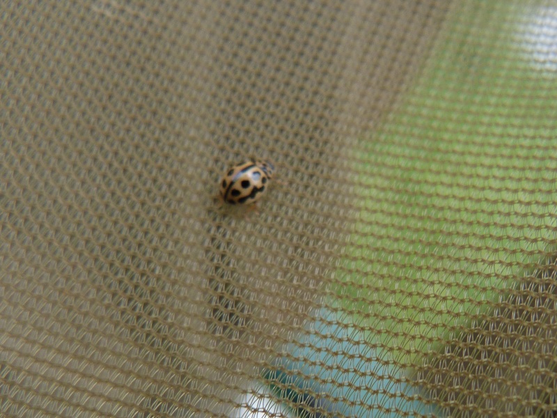 [Hippodamia tredecimpunctata, Coccinella septempunctata, Thyttapsis sedecimpunctata, Propylea quatuordecimpunctata, Harmonia quadripuncata à confirmer] Coccinelles de La Gacilly, 1_tytt10