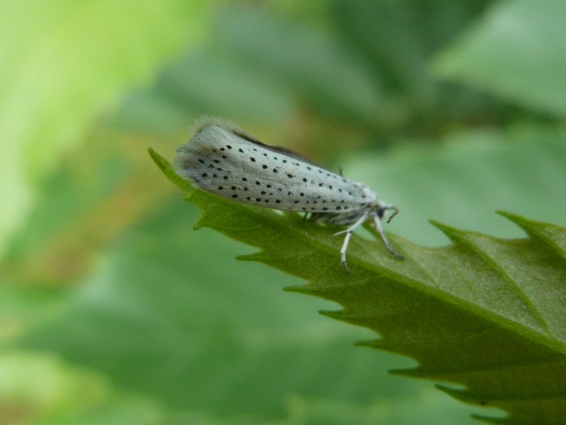 Tourbière Kerfontaine 27 juin: Ceramica pisi, Diacrisia, Gastropacha, Lacanobia contigua, Leucoma salicis, Mythimna pudorina, Phytometra viridaria, Yponomeuta evonymella, Schrankia taenialis 2_ypon11