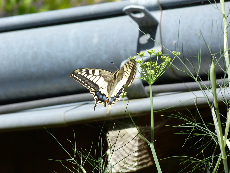 [Papilio machaon] du 9 juillet; P1840511
